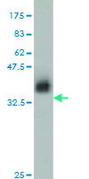 ANTI-ZNF41 antibody produced in mouse