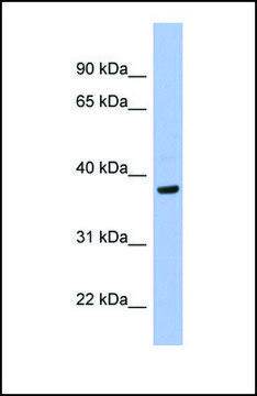 Anti-PIM1, (N-terminal) antibody produced in