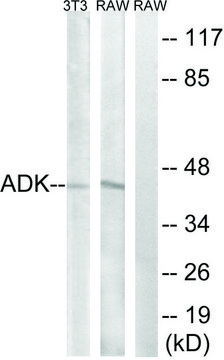 Anti-ADK antibody produced in rabbit