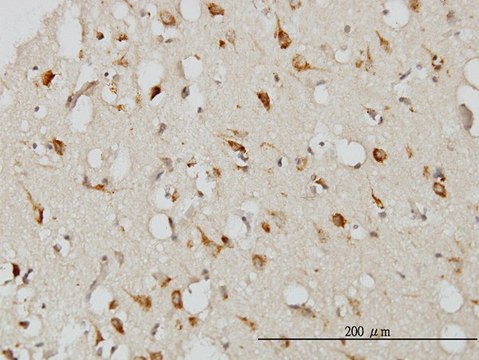 Monoclonal Anti-SERPINI1 antibody produced in