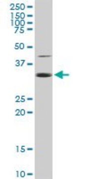 Anti-EEF1D antibody produced in rabbit