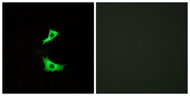 Anti-FFAR3 antibody produced in rabbit