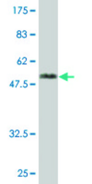 Monoclonal Anti-MRRF antibody produced in