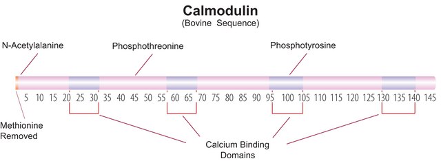 Calmodulin from bovine testes