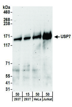 Goat anti-USP7 Antibody, Affinity Purified