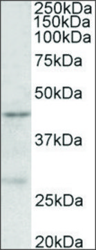 Anti-PRMT6 antibody produced in goat