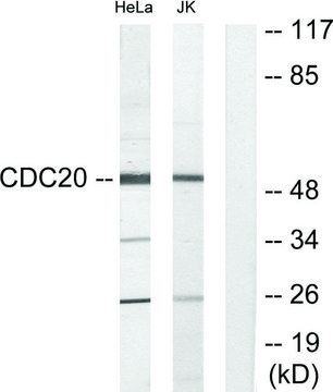 Anti-p55CDC antibody produced in rabbit