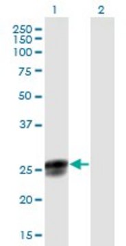 Anti-NGRN antibody produced in mouse
