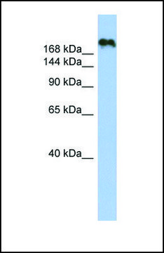 Anti-CNTNAP4, (N-terminal) antibody produced in