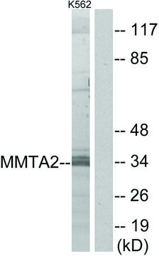 Anti-MMTAG2, N-Terminal antibody produced in