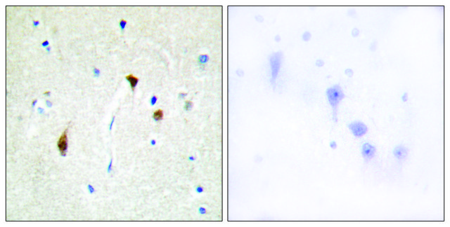 Anti-HAIR antibody produced in rabbit