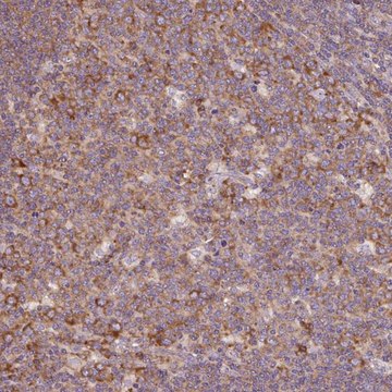 Anti-RPS23 antibody produced in rabbit