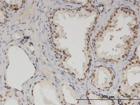 Monoclonal Anti-MED6 antibody produced in