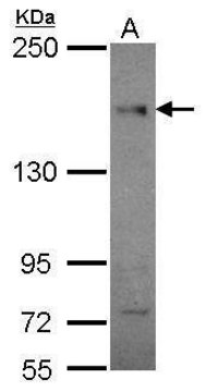 Monoclonal Anti-CEP164 antibody produced in