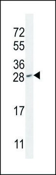ANTI-IAH1 (CENTER) antibody produced in