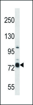 ANTI-CASS4 (C-TERM) antibody produced in
