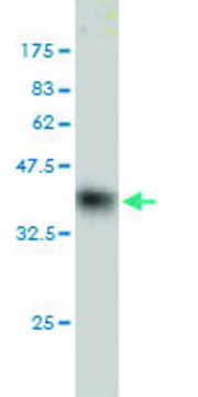 Monoclonal Anti-HOP antibody produced in