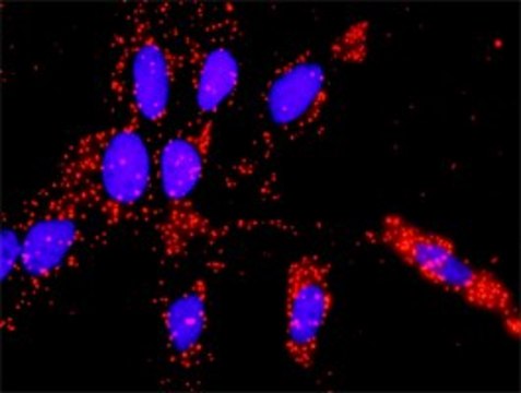 Anti-VEGFB antibody produced in rabbit