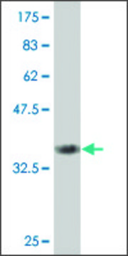 ANTI-SMAD6 antibody produced in mouse