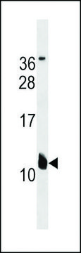 ANTI-KCNE2(C-TERMINAL) antibody produced in rabbit
