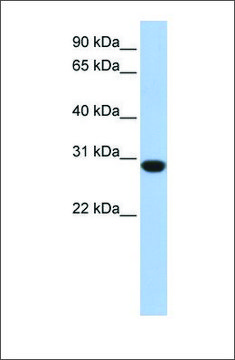 Anti-ASB12 antibody produced in rabbit