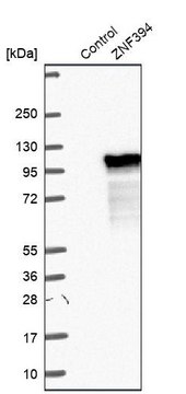 Anti-ZNF394 antibody produced in rabbit