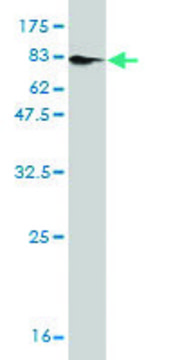 ANTI-MKNK1 antibody produced in mouse