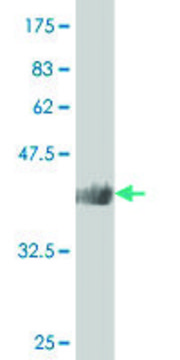 ANTI-SMAD4 antibody produced in mouse