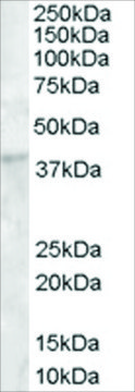 Anti-DKK1 antibody produced in goat