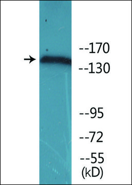 Anti-phospho-VEGFR2 (pTyr??¹) antibody produced in