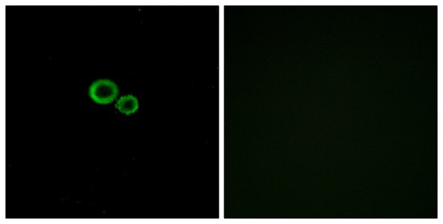 Anti-OR11G2 antibody produced in rabbit