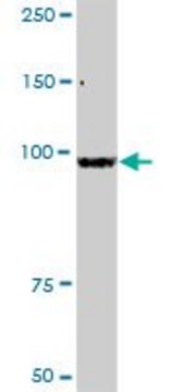 Anti-ZBED1 antibody produced in rabbit