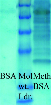 Anti-Methylated Lysine antibody produced in