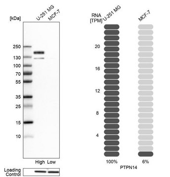 Anti-PTPN14 antibody produced in rabbit