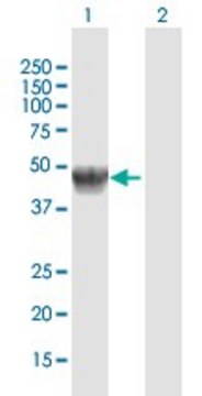 Anti-GLA antibody produced in rabbit