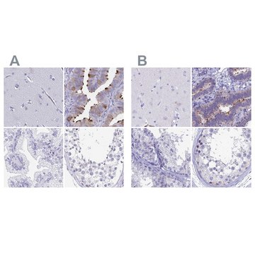 Anti-SNTN antibody produced in rabbit