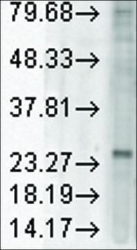 Monoclonal Anti-KDELR1 antibody produced in