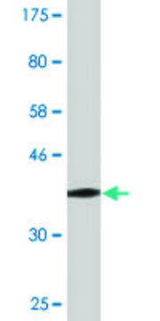 Monoclonal Anti-SLC39A10 antibody produced in
