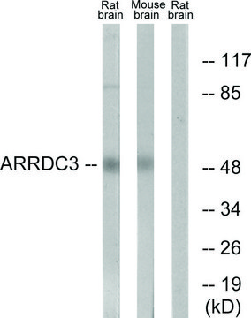 Anti-ARRDC3 antibody produced in rabbit