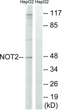 Anti-CNOT2 antibody produced in rabbit