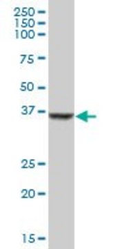 Anti-SDSL antibody produced in mouse