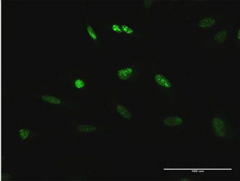 Anti-TCEB3 antibody produced in rabbit