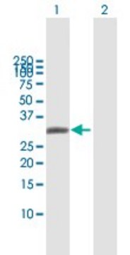 Anti-AQP7 antibody produced in mouse