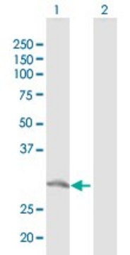 Anti-GTF2F2 antibody produced in rabbit