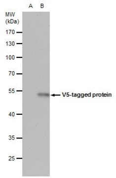 Monoclonal Anti-V5 tag antibody produced