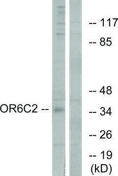 Anti-OR6C2 antibody produced in rabbit