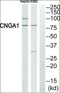 Anti-CNGA1 antibody produced in rabbit