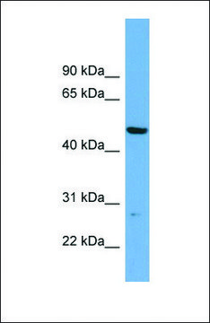 Anti-PNMAL1 antibody produced in rabbit