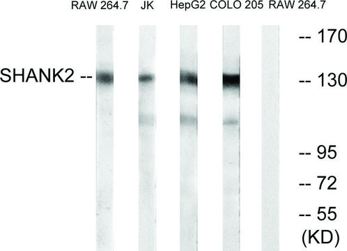 Anti-SHANK2 antibody produced in rabbit