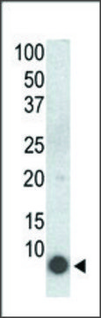 Monoclonal Anti-Phospho-PLM-S68 antibody produced in